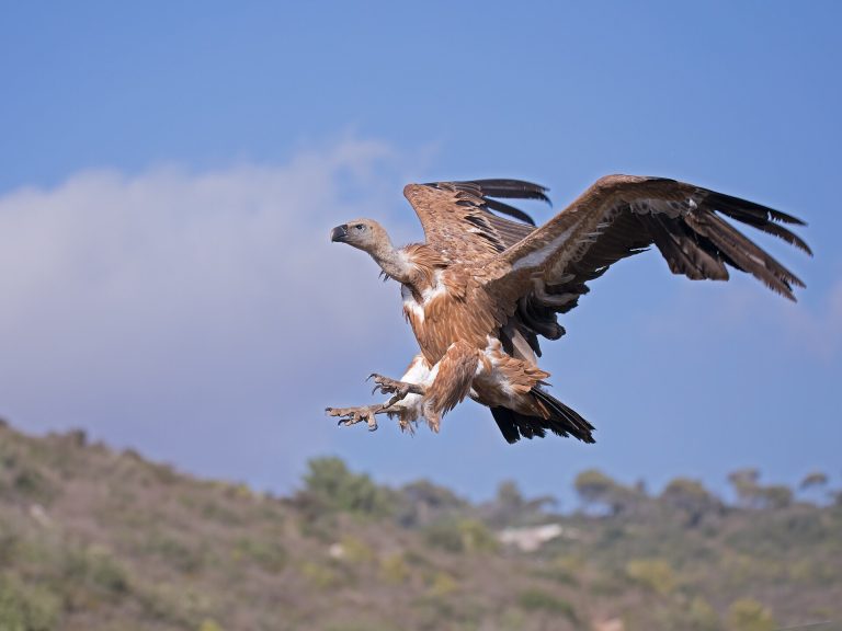 Buitre leonado en vuelo