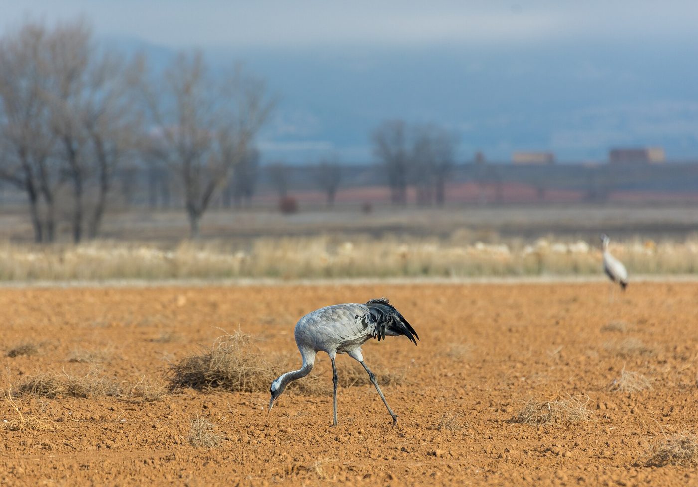Common crane in a field