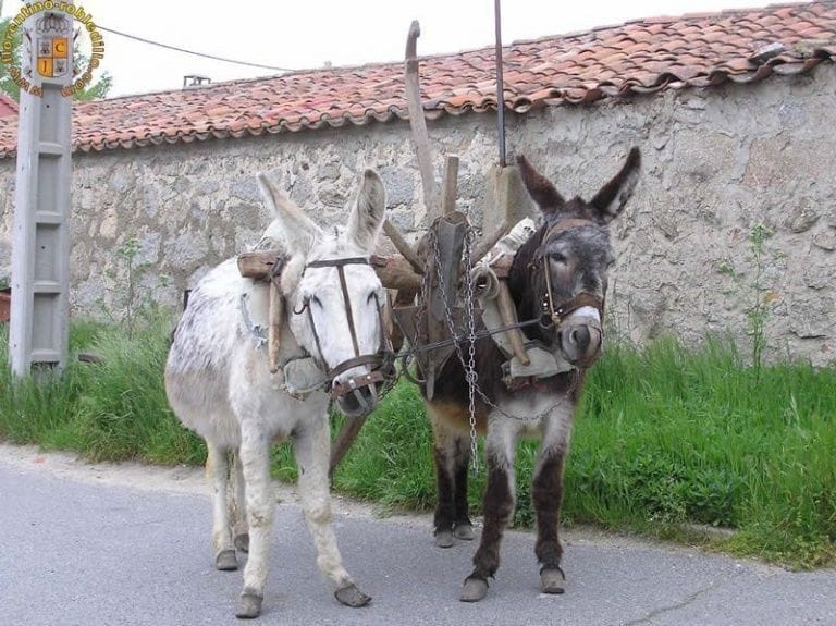 Donkeys in a street in Robledillo