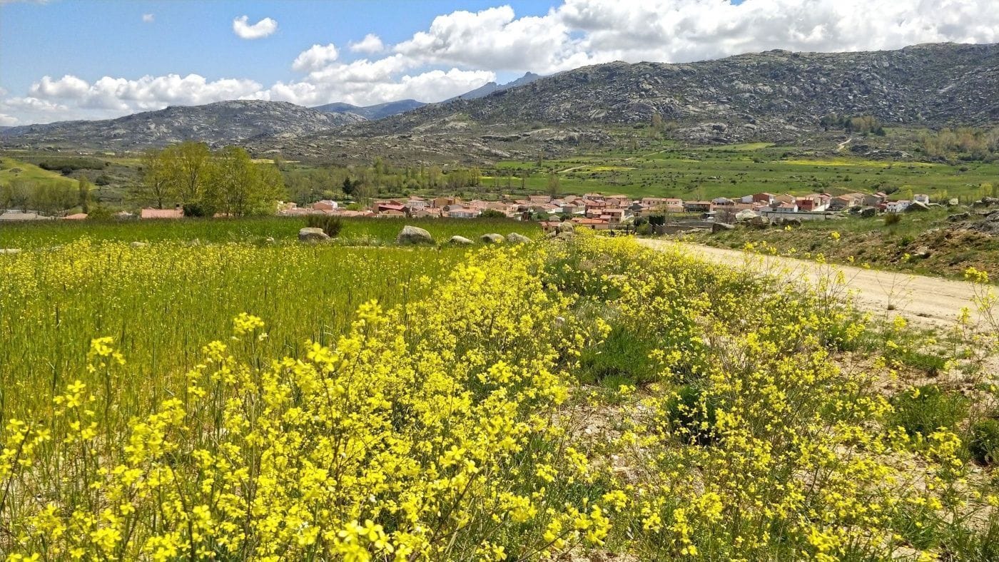 Meadow in bloom in the Amblés Valley